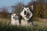 ALASKAN MALAMUTE 542